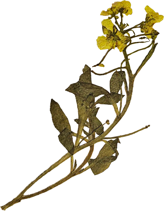 Pressed Yellow Flowers