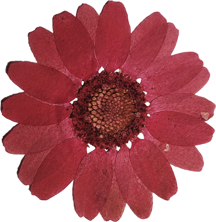 Pressed Red Flower