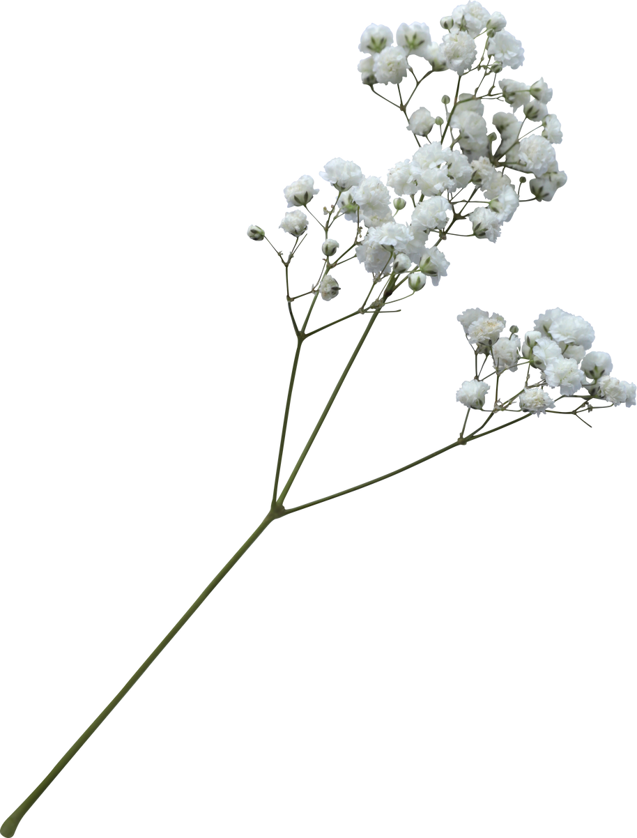 Baby's breath