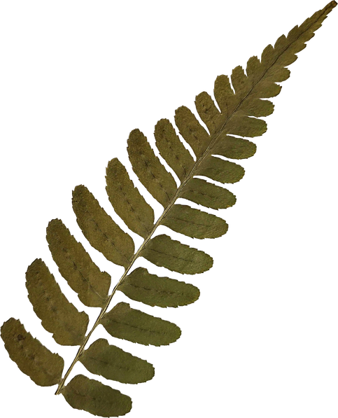 Dried and Pressed Leaves