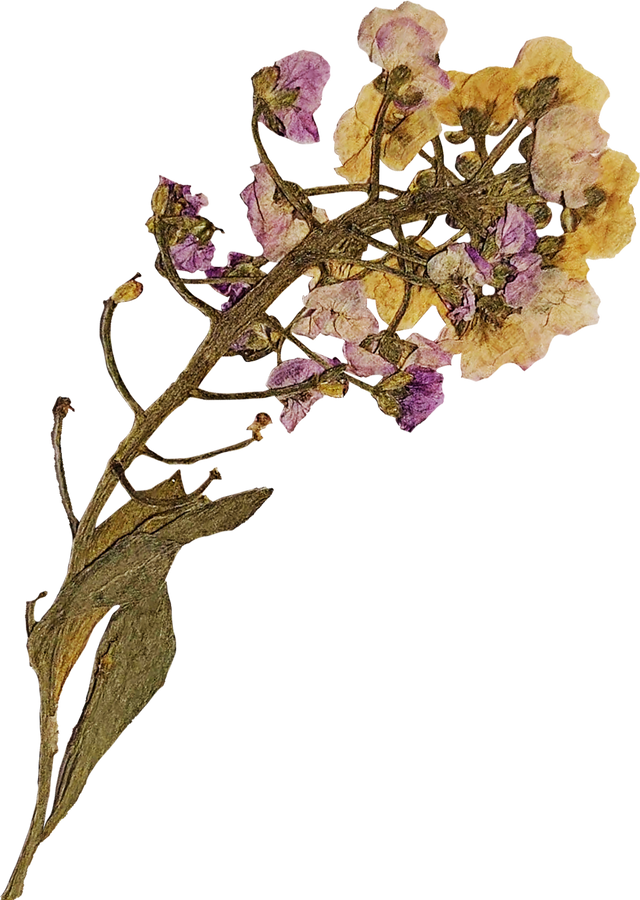 Dried and Pressed Flowers