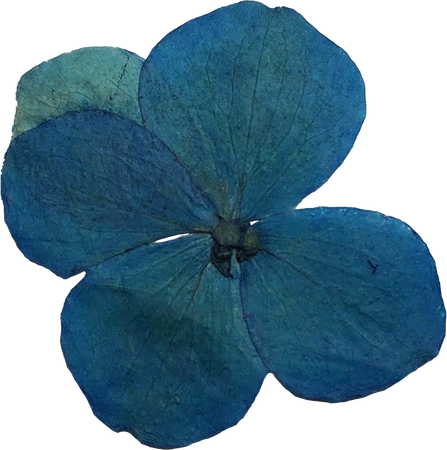 Blue Pressed Flower