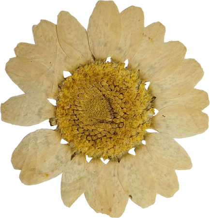 Dried and Pressed Sunflower